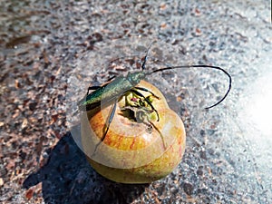 Adult musk beetle Aromia moschata with very long antennae and coppery and greenish metallic tint on half rotten apple eating