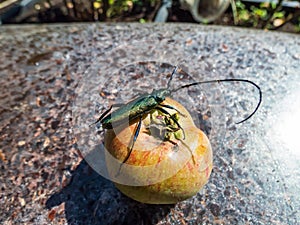 Adult musk beetle Aromia moschata with very long antennae and coppery and greenish metallic tint on half rotten apple eating