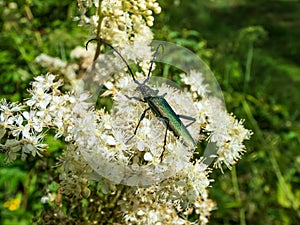 Adult musk beetle (Aromia moschata) with very long antennae and coppery and greenish metallic tint on a white flower