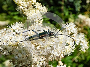 Adult musk beetle (Aromia moschata) with very long antennae and coppery and greenish metallic tint on a white flower