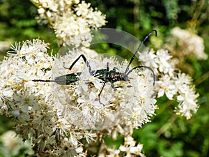 Adult musk beetle (Aromia moschata) with very long antennae and coppery and greenish metallic tint on a white flower