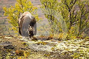 Adult muskox in Dovrefjell National Park, Norway