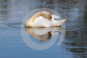 Adult mute swan cygnus olor with discoloured feathers from disturbing lake sediment during feeding