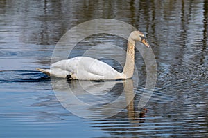 Adult mute swan cygnus olor with discoloured feathers from disturbing lake sediment during feeding