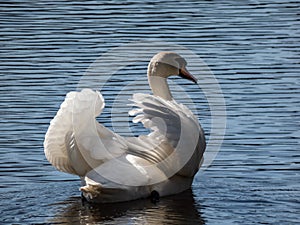 Adult mute swan (cygnus olor) showing aggression and hostile behaviour with raised wings
