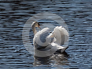 Adult mute swan (cygnus olor) showing aggression and hostile behaviour with raised wings
