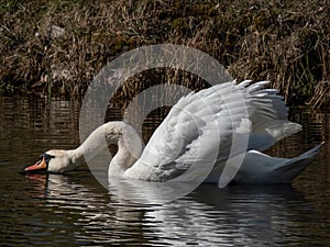 Adult mute swan (cygnus olor) swimming in a lake and showing aggression and hostile behaviour with raised wings