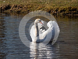 Adult mute swan (cygnus olor) swimming in a lake and showing aggression and hostile behaviour with raised wings