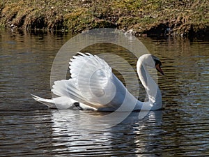 Adult mute swan (cygnus olor) swimming in a lake and showing aggression and hostile behaviour with raised wings