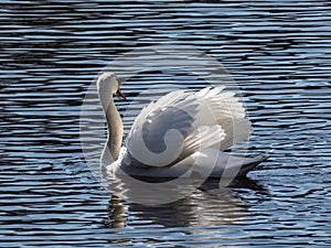 Adult mute swan (cygnus olor) swimming in a lake and showing aggression and hostile behaviour with raised wings