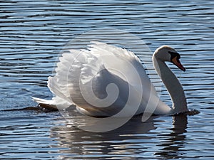 Adult mute swan (cygnus olor) swimming in a lake and showing aggression and hostile behaviour with raised wings