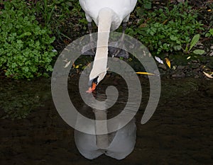 Adult mute swan on river bank, drinking water from the river, with his reflection on the water.
