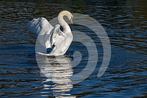 Adult mute swan spreading wings