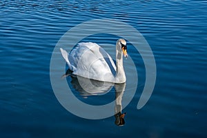 Adult mute swan swimming on a still, calm lake