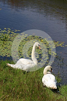 Adult Mute swans on river bank yellow lilies