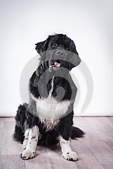 Adult Newfoundland dog