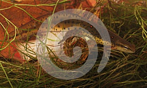 Adult Newt Simming Underwater among plants
