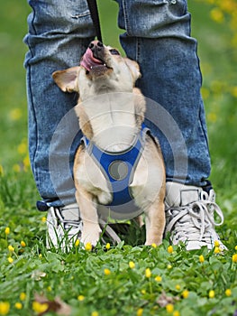 Adult nice woman walks the small dog in springtime