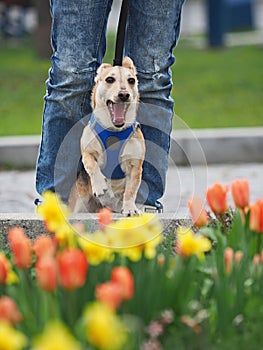 Adult nice woman walks the small dog in springtime