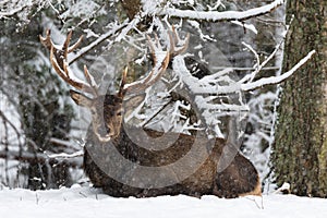 An adult noble deer with large horns covered with snow, resting in a snow-covered forest. The big deer lies on the snow and looks