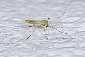 Adult Non-biting Midge