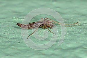 Adult Non-biting Midge