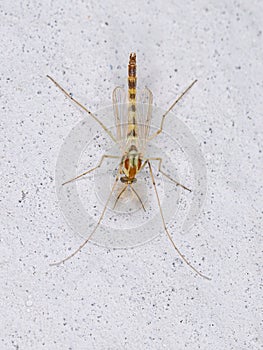 Adult Non-biting Midge