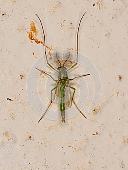 Adult Non-biting Midge