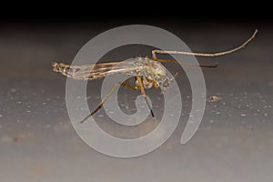 Adult Non-biting Midge