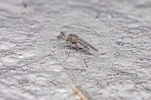 Adult Non-biting Midge