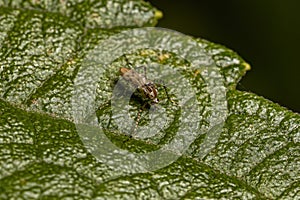 Adult Non-biting Midge