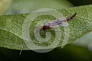 Adult Non-biting Midge photo