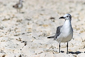 Adult non breeding Laughing Gull Leucophaeus Atricilla