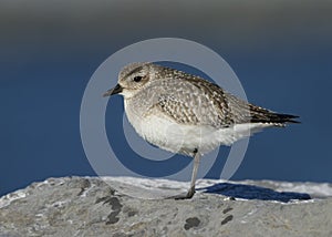 Adult Nonbreeding Black-bellied Plover Pluvialis squatarola