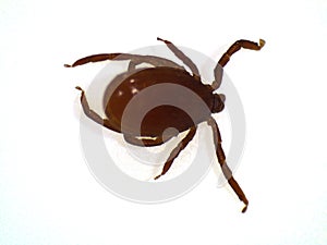 Adult normal sized tick Ixodes ricinus