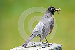 Adult North American Robin With Food