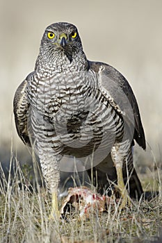 Adult northern azor, Accipiter gentilis, feeding on the ground. photo