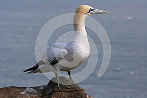 Adult Northern gannet standing on rock