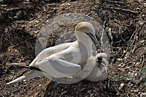 Adult Northern Gannet, Sula leucogaster, with chick