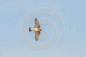 Adult Northern Rough-winged Swallow Stelgidopteryx serripennis in flight