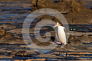 Adult NZ Yellow-eyed Penguin or Hoiho on shore photo