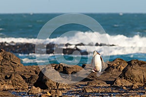 Adult NZ Yellow-eyed Penguin or Hoiho on shore photo