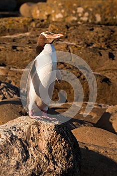 Adult NZ Yellow-eyed Penguin or Hoiho on shore photo