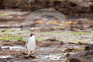 Adult NZ Yellow-eyed Penguin or Hoiho on shore