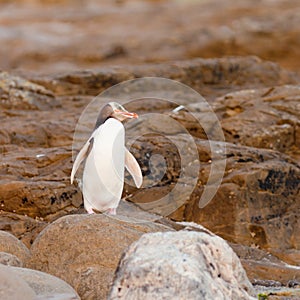 Adult NZ Yellow-eyed Penguin or Hoiho on shore photo