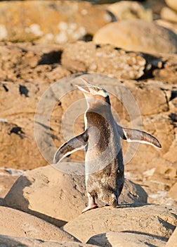 Adult NZ Yellow-eyed Penguin or Hoiho on shore photo