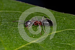 Adult Odorous Ant