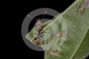 Adult Odorous Ant
