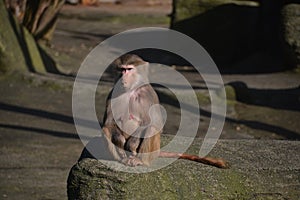 Adult old baboon monkey Pavian