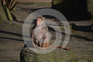 Adult old baboon monkey Pavian